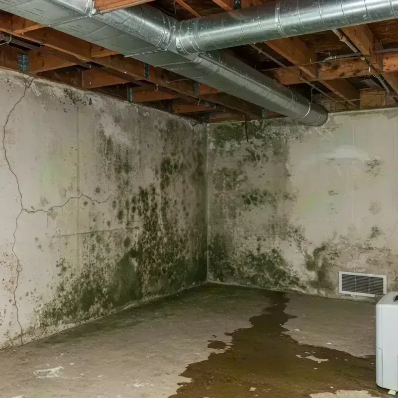 Professional Mold Removal in Saint Lucie County, FL